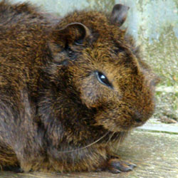 Tamme cavia NOP 2007