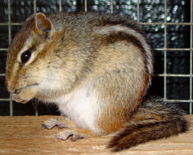 Oostelijke wangzakeekhoorn Vogelpark Ruinen 2006