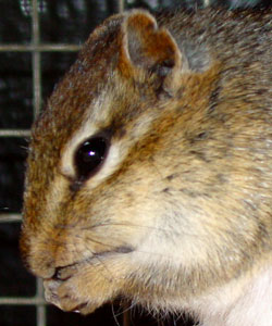 Oostelijke wangzakeekhoorn Vogelpark Ruinen 2006