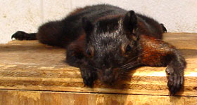 Zwarte Birmaanse eekhoorn Vogelpark Ruinen 2006
