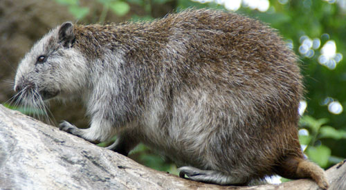 Cubaanse hutia Diergaarde Blijdorp 2009