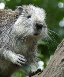 Cubaanse hutia Diergaarde Blijdorp 2009