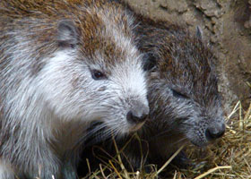 Cubaanse hutia Diergaarde Blijdorp 2009