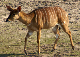 Laagland nyala Safaripark 2009