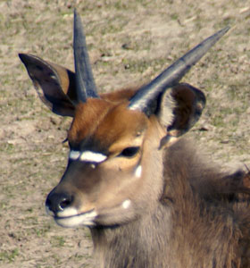 Laagland nyala Safaripark 2009
