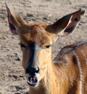 Laagland nyala Safaripark 2009