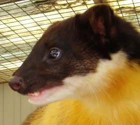 Bonte marter Best Zoo 2009