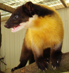 Bonte marter Best Zoo 2009
