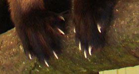 Bonte marter Best Zoo 2009