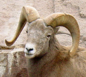 Dikhoornschaap Burgers Zoo 2007