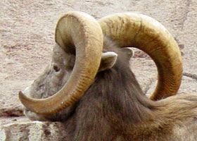 Dikhoornschaap Burgers Zoo 2007