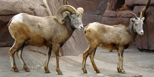 Dikhoornschaap Burgers Zoo 2007