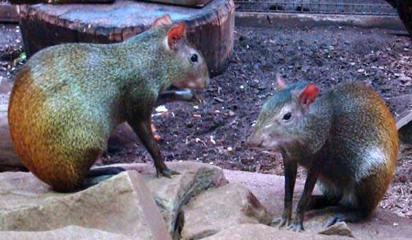 Goudhaas of Braziliaanse agoeti Artis 2009