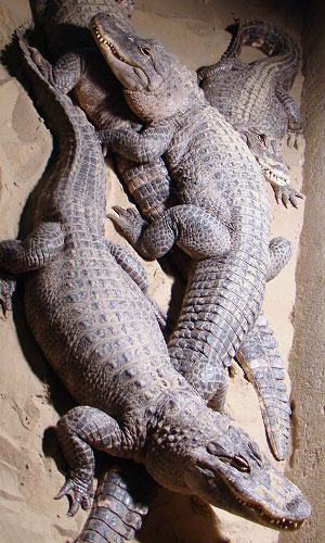 Mississippi alligator de Oliemeulen 2011