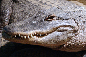 Mississippi alligator de Oliemeulen 2011