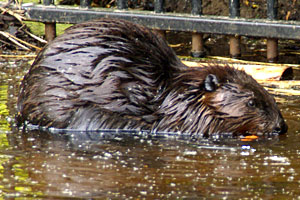 Canadeese bever Aqua Zoo 2009