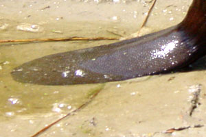 Canadeese bever Aqua Zoo 2009