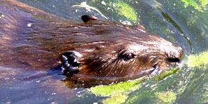Canadeese bever Aqua Zoo 2009