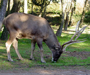 Edelhert Safaripark Beekse Bergen 2009