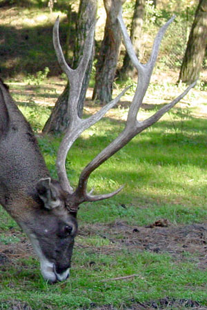 Edelhert Safaripark Beekse Bergen 2009