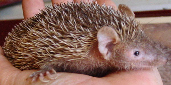 Kleine egeltenrec Kabouterland 2008 Kleine egeltenrec Kabouterland 2008