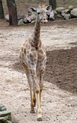 Angola giraffe Dierenpark Amersfoort 2010