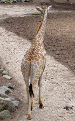 Angola giraffe Dierenpark Amersfoort 2010