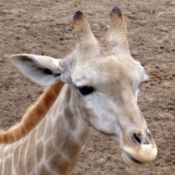 Angola giraffe Dierenpark Amersfoort 2010