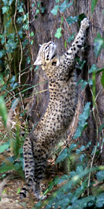 Geoffroy's kat Dierenpark Amersfoort 2010
