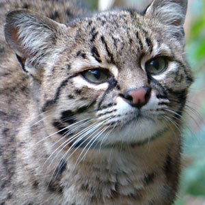 Geoffroy's kat Dierenpark Amersfoort 2010
