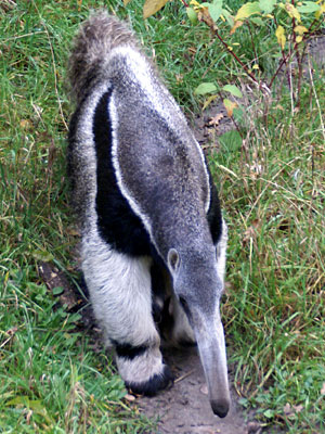 Reuzenmiereneter Overloon 2010