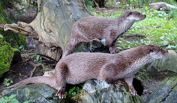 Europese otter Blijdorp 2010