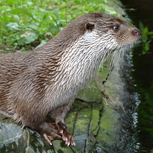 Europese otter Blijdorp 2010