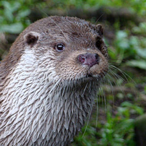 Europese otter Blijdorp 2010