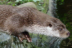 Europese otter Blijdorp 2010