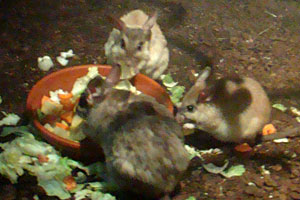 Votsotsa Dierenpark Amersfoort 2010