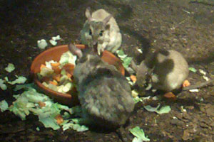 Votsotsa Dierenpark Amersfoort 2010