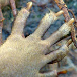 Krabbenetende wasbeer Best Zoo 2009