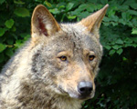 Iberische wolf