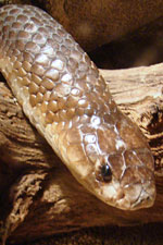 Egyptische cobra