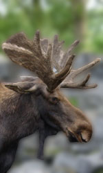 eland