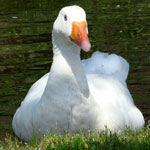 Gans