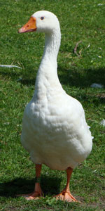 Gans
