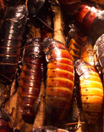kakkerlak