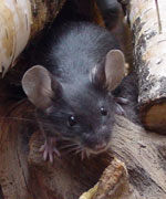 muis