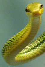 Groene klimslang
