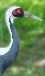 kraanvogel