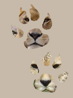 leeuw-cheeta