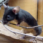 Muis