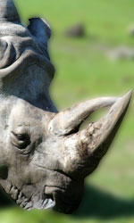 neushoorn
